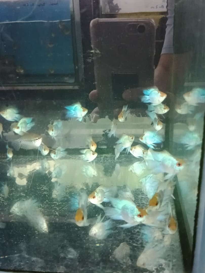 Kedai Aquarium Nam Hoi Kedai Ikan Hias Perak