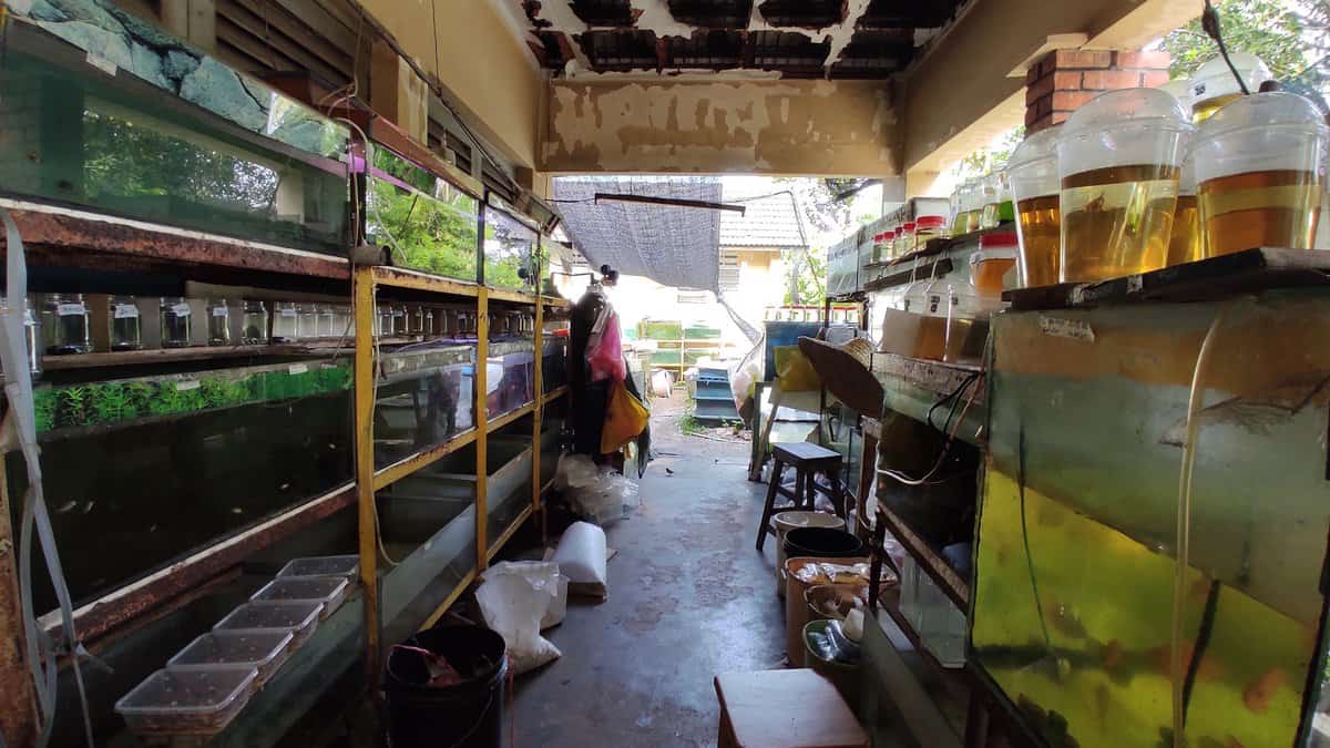 Kim Mok Seng Aquarium Shop Kedai Aquarium Di Perak