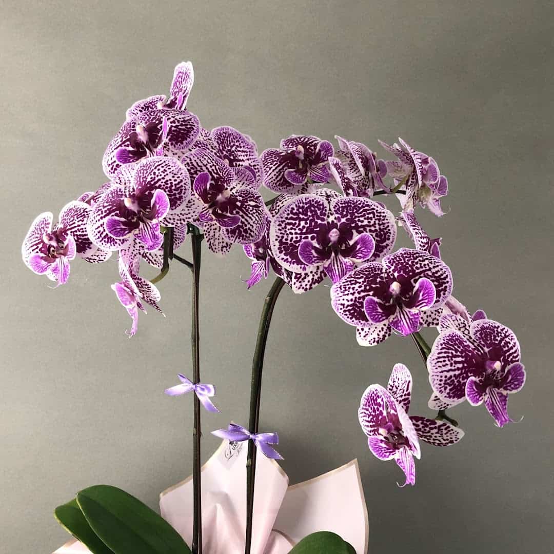 Luxe Florist Kedai Bunga Selangor